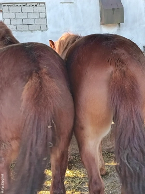 vănd două mănze - imagine 4