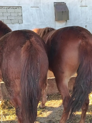 vănd două mănze - imagine 5