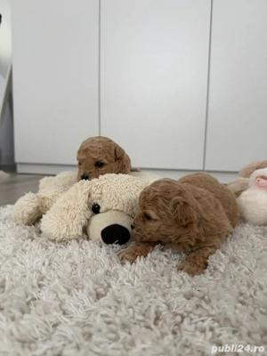 Pui superbi Maltipoo - imagine 2