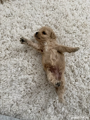 Pui superbi Maltipoo - imagine 4