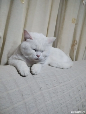 Vanzare pisica