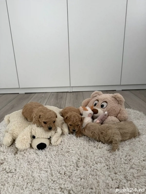 Pui superbi Maltipoo - imagine 3