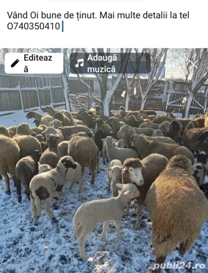 Vând Oi bune de ținut 