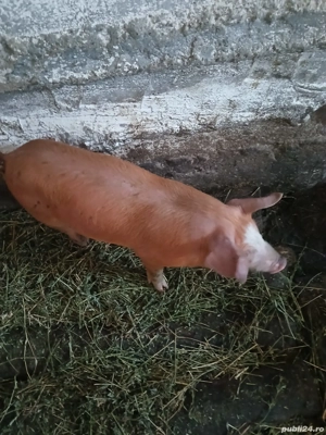 Vand purcei - imagine 5