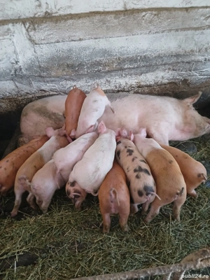 Vand purcei - imagine 4