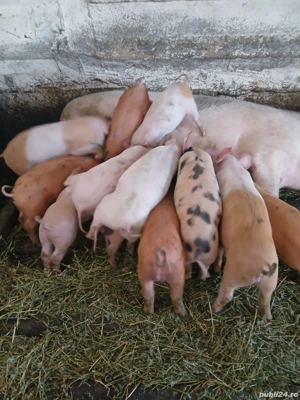 Vand purcei - imagine 6