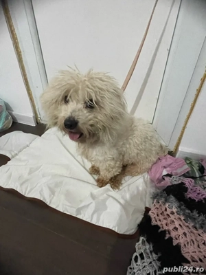 câine Bichon Maltese - imagine 2
