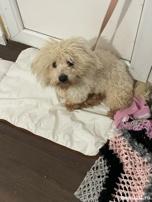 câine Bichon Maltese - imagine 3