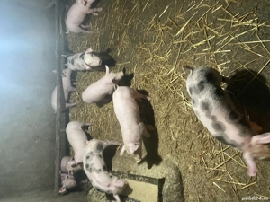 Purcei de vânzare  - imagine 3