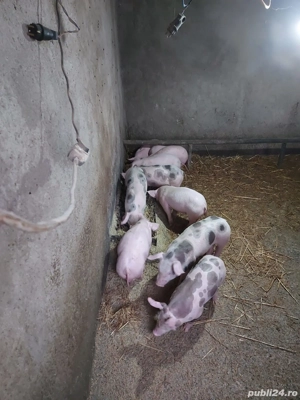 Purcei de vânzare  - imagine 2