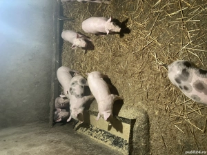 Purcei de vânzare  - imagine 5