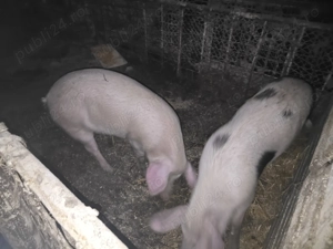 Vand porci 90 - 100  kg