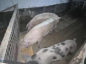 Vand porci greutate 150- 200 kg