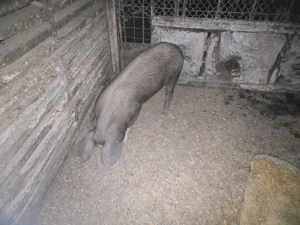 Vand Porc rasa Duroc 70 kg - imagine 2