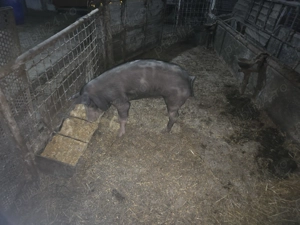 Vand Scrofita de reproductie rasa Pietran 