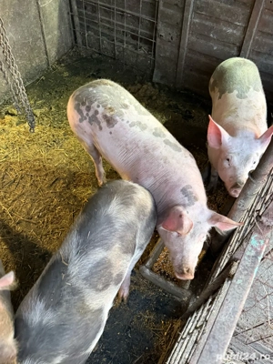 vand porci de carne  - imagine 4