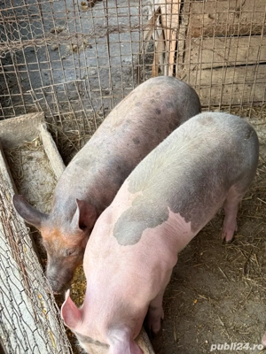 vand porci de carne  - imagine 2