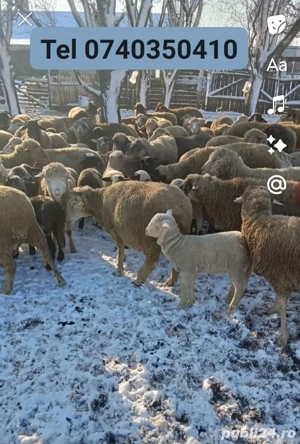 Vând Oi bune de ținut 