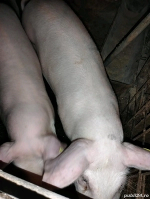 vând șoldani - imagine 3