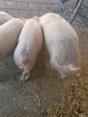 3 grăsuni disponibili  - imagine 3