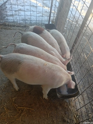 3 grăsuni disponibili 