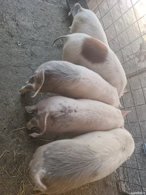 3 grăsuni disponibili  - imagine 4