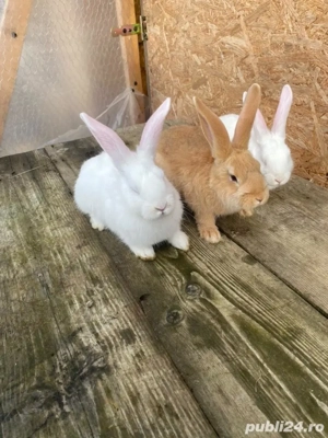 oferta iepuri hycole francez 