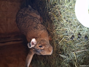 oferta iepuri hycole francez  - imagine 3