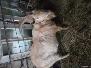 Țap tânăr de vanzare - imagine 3