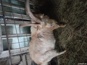 Țap tânăr de vanzare - imagine 2