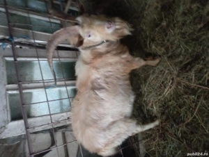 Țap tânăr de vanzare