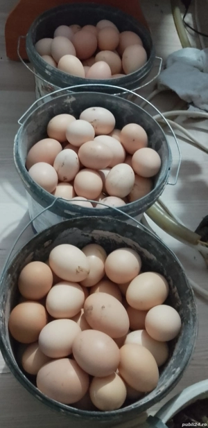 ouă de vânzare 