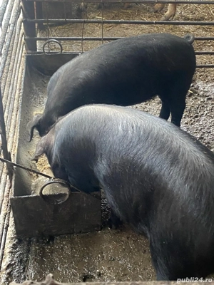 Vind purcei duroc și bazna  - imagine 2