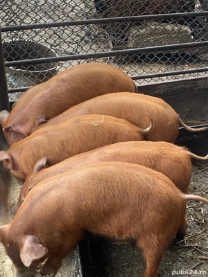 Vind purcei duroc și bazna  - imagine 5