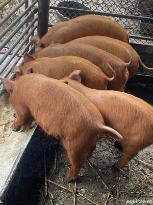 Vind purcei duroc și bazna  - imagine 3