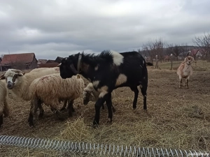 Țap anglonubiana 2 ani - imagine 2