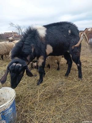 Țap anglonubiana 2 ani - imagine 3