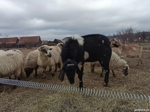 Țap anglonubiana 2 ani - imagine 4