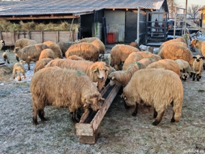 Vând 45 oi fătate  cu miei ! - imagine 2