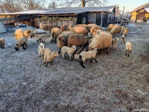 Vând 45 oi fătate  cu miei ! - imagine 5