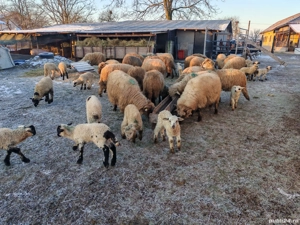 Vând 45 oi fătate  cu miei ! - imagine 3