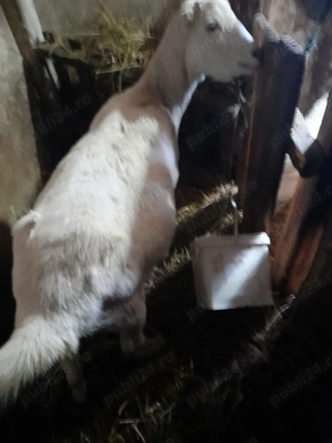 Capre de vanzare - imagine 3