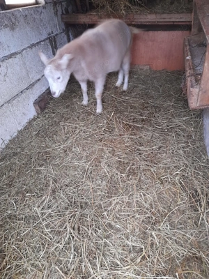 Capre de vanzare - imagine 4