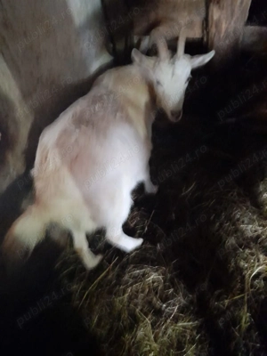 Capre de vanzare - imagine 2