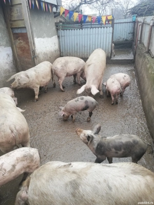 Vand porci diferite dimensiuni.  - imagine 4