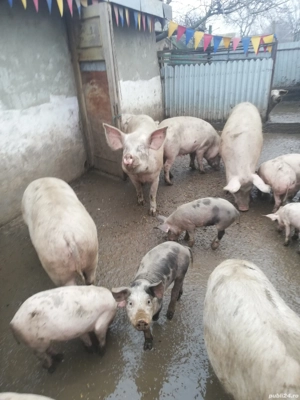 Vand porci diferite dimensiuni.  - imagine 3