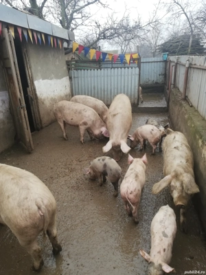 Vand porci diferite dimensiuni.  - imagine 5