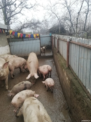 Vand porci diferite dimensiuni.  - imagine 2