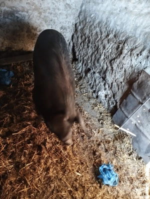 Vând porci rasa negru strei 3 buc disponibil