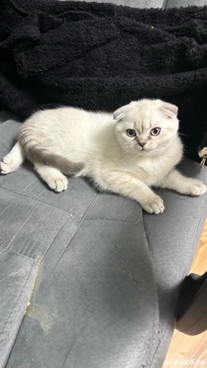 puisor scotthis fold  - imagine 2